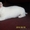 Продается щенок чихуахуа (девочка) белый - Изображение #2, Объявление #62228