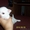 Продается щенок чихуахуа (девочка) белый - Изображение #1, Объявление #62228