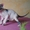 продается котенок канадского сфинкса - Изображение #2, Объявление #107902