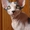 продается котенок канадского сфинкса - Изображение #3, Объявление #107902