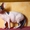 продается котенок канадского сфинкса - Изображение #1, Объявление #107902