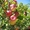Саженцы плодово-ягодных культур #157071