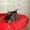 Отличные щенки йоркширского терьера - Изображение #1, Объявление #220014