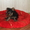 Отличные щенки йоркширского терьера - Изображение #3, Объявление #220014