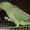 Продаются попугаи от заводчиков - Изображение #2, Объявление #262917