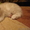 Продаются шотландские котята - Изображение #3, Объявление #276977