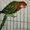 Продаются попугаи от заводчиков - Изображение #4, Объявление #262917