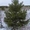 елки новогодние зеленые пушистые  - Изображение #3, Объявление #461317