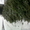 елки новогодние зеленые пушистые  - Изображение #2, Объявление #461317