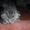 продам котят скотиш-фолд - Изображение #3, Объявление #726108