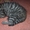 продам котят скотиш-фолд - Изображение #2, Объявление #726108