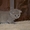 котенок порода Скоттиш-фолд - Изображение #2, Объявление #897269