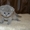 котенок порода Скоттиш-фолд - Изображение #3, Объявление #897269