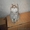 Суперочаровательные котята #978586