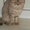 Предлагаю британского кота на вязку - Изображение #3, Объявление #978596