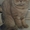 Предлагаю британского кота на вязку - Изображение #2, Объявление #978596