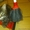 Курильский бобтейл котята продажа - Изображение #3, Объявление #990596