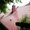 Крыша в Пензе, бригада кровельщиков профессионалов - Изображение #8, Объявление #1202573