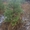 Предлагаем большой выбор живых зелёных новогодних елок сосен - Изображение #2, Объявление #1344533