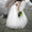 Видеосъёмка, фотосъёмка свадеб в Пензе-видеооператор, фотограф  #173295