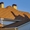 Монтаж крыши Пенза и пригород под ключ - Изображение #2, Объявление #1593233
