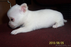 Продается щенок чихуахуа (девочка) белый - Изображение #2, Объявление #62228