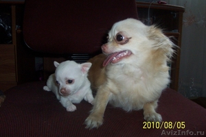 Продается щенок чихуахуа (девочка) белый - Изображение #3, Объявление #62228
