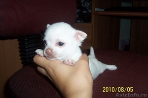 Продается щенок чихуахуа (девочка) белый - Изображение #1, Объявление #62228