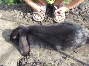 Продам племенного кролика  - Изображение #1, Объявление #92010