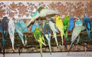 Продаются попугаи от заводчиков - Изображение #3, Объявление #262917