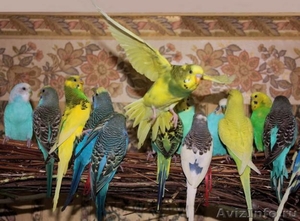 Продаются попугаи от заводчиков - Изображение #1, Объявление #262917
