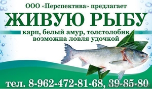 ООО "Перспектива" реализует живую рыбу - Изображение #1, Объявление #380332