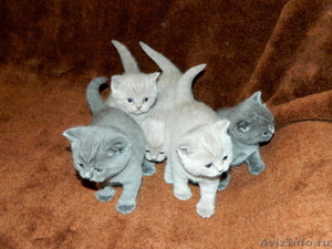 Продаются 5 котят! - Изображение #3, Объявление #471693