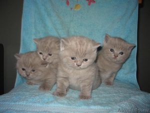 Продам чистокровных британских котят - Изображение #1, Объявление #467655