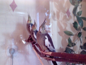 продам ручного попугая Кореллу - Изображение #1, Объявление #632933