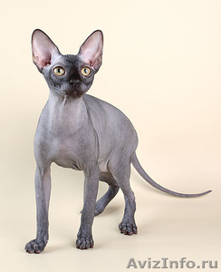 продам котенка породы канадский сфинкс с родословной - Изображение #1, Объявление #613733