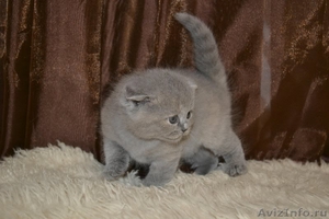 котенок порода Скоттиш-фолд - Изображение #1, Объявление #897269