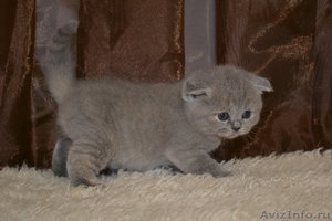 котенок порода Скоттиш-фолд - Изображение #2, Объявление #897269