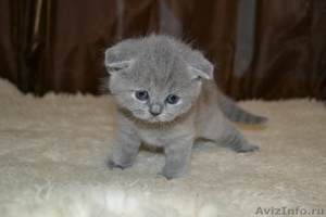 котенок порода Скоттиш-фолд - Изображение #3, Объявление #897269