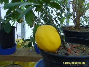 Лимон Мейера плодоносит круглый год - Изображение #2, Объявление #937638