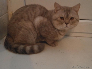 Предлагаю британского кота на вязку - Изображение #1, Объявление #978596