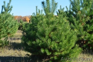 оптом живые сосны зеленые елки для новогодних праздников - Изображение #1, Объявление #981379