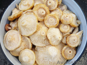 Солёные грибы груздь настоящий оптом - Изображение #1, Объявление #1190354